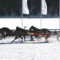 CH White Turf St Moritz - Skijoering 0607