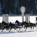 CH White Turf St Moritz - Trabrennen 0644