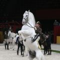 Palais Omnisport - Courbette - Hofreitschule Wien 5612