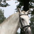 Lusitano Schimmelhengst Kopf  08-07