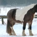 Schnee - Kaltblueter auf Haus Buergel DUS 0101